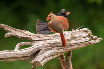 Cardinal flying from a blackbird