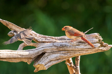 Cardinal perched on a branch
