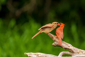 Cardinals in mating ritual