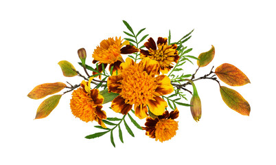 Marigold flowers, buds and leaves in a floral autumn arrangement isolated on white or transparent...