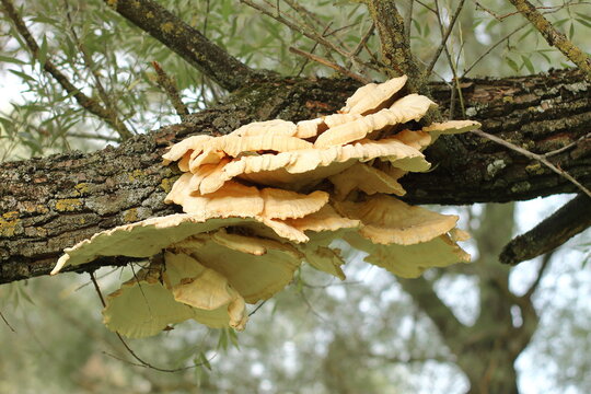 Yellow parasitic fungus on a tree