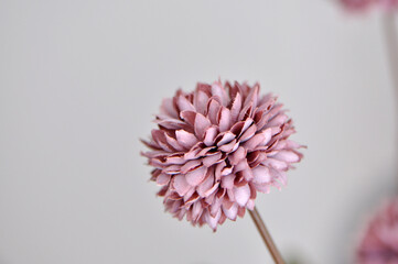 flores desabrochado purpura com espaço para texto anúncio ou promoção 