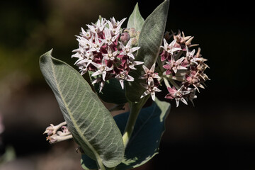 Showy Milkweed or Asclepias Speciosa Flowers and Plant in the Garden
