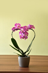 orquidea desabrochado rosa  em formato de coração