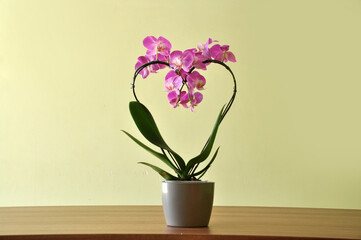 orquidea desabrochado rosa  em formato de coração