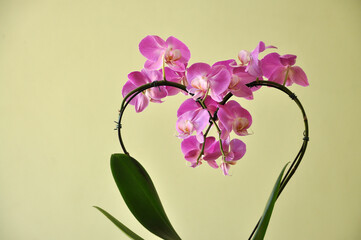 orquidea desabrochado rosa  em formato de coração
