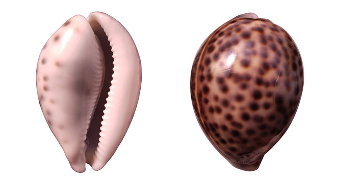 Tiger cowrie shell isolated on transparent background. Close up top view shot of spotted Cypraea tigris.