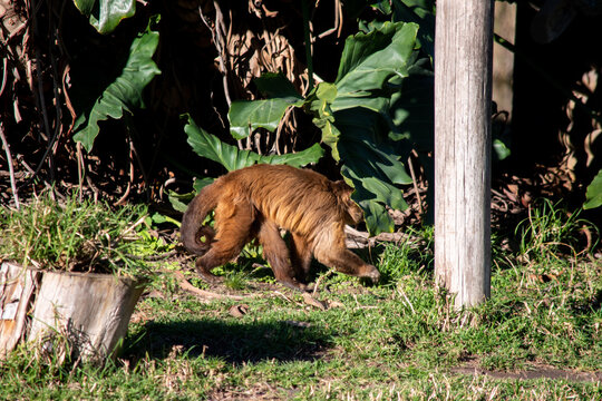 mono chimpance en el ecoparque 