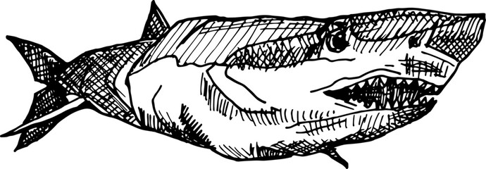 Shark hand drawn sketch in doodle style illustration