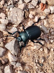 beetle black 