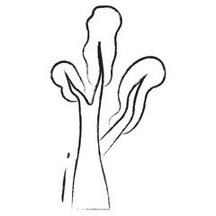 Hand drawn eastern cottonwood icon