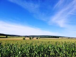 A corn field on a clear day. Front selective focus image of an organic corn field. Picturesque landscape of agricultural fields in Burgundy, France