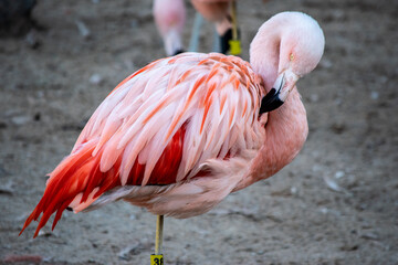 Flamencos a la orilla del lago