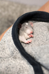 Small cute dumbo rat kid safely sleeping covered at home