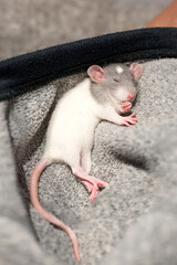 Small cute dumbo rat kid safely sleeping at home