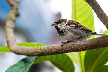 Tender little sparrow stands on a branch among the leaves. Colorful bird looks around for food. Naturalistic portrait, winged animals. Bird photography.