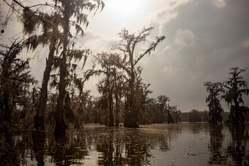 Beautiful swamp scene at Lake Martin in Louisiana.