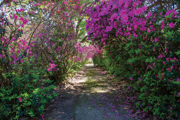 Flowering pink azalea lined drive or path.