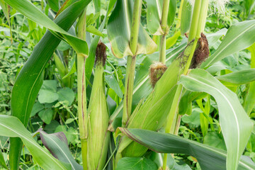 Vibrant cornfield landscape with lush green plants standing in neat rows against a serene countryside backdrop.