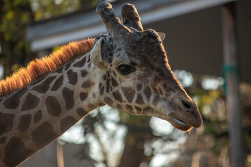 primer plano de la jirafa en el ecoparque