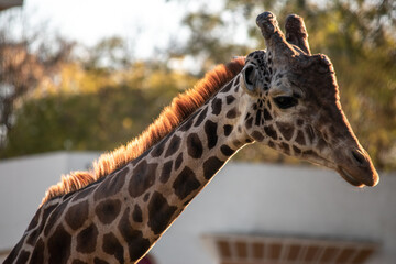 primer plano de la jirafa en el ecoparque