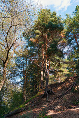 Pine tree with long roots on a hill on a summer sunny day