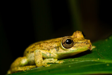 Explora la biodiversidad de Costa Rica con esta cautivadora imagen de una rana arborícola. Con el nombre científico Scinax elaeochroa, esta colorida especie representa la exuberancia de los bosques tr