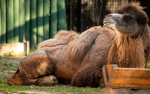 closeup of a dromedary camel
