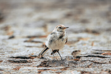 A young White wagtail stands on the stone ground and looks towards the camera lens. 