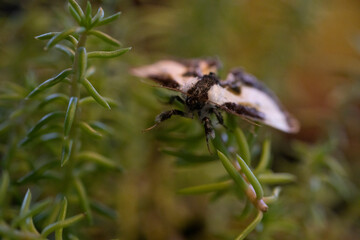 Black and white moth on green plant.