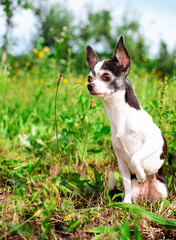 A small chihuahua dog is sitting on green grass. The dog looks carefully to the side and raised his paw. The photo is vertical and blurry