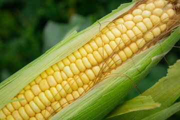 Green corn cob with prominent yellow kernels