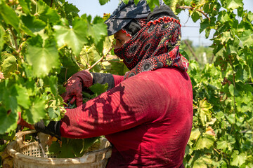 The process of cutting raisins from the vineyards and laying them on the ground to dry