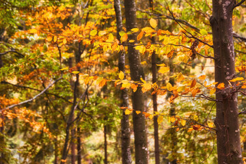 Autumn's Golden Embrace: A Breathtaking Tapestry of Beech Forest Splendor