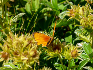 Butterfly on blooming spring meadow of alpine flowers along hiking trail in Valley of Marble and Fontanalba, Mercantour National Park, Provence-Alpes-Côte d'Azur Alpes-Maritimes, France. French Alps