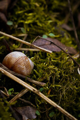 Duża muszla ślimaka wśród mchu w lesie. - obrazy, fototapety, plakaty