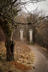 Ścieżka w parku jesienią i stare drzewo. © Karol