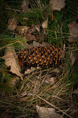 Brązowa szyszka leżąca w trawie w lesie, jesienią.