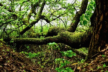 Stare drzewo porośnięte zielonym mchem. - obrazy, fototapety, plakaty