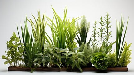 Image of different types of blades of grass on a white background.