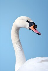 Obraz premium Graceful Serenity: A Pop Art Swan