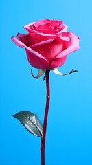 Simplicity in Bloom: Minimalist Rose
