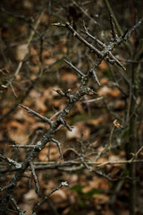 Gałąź kolczastego , dzikiego krzewu. © Karol