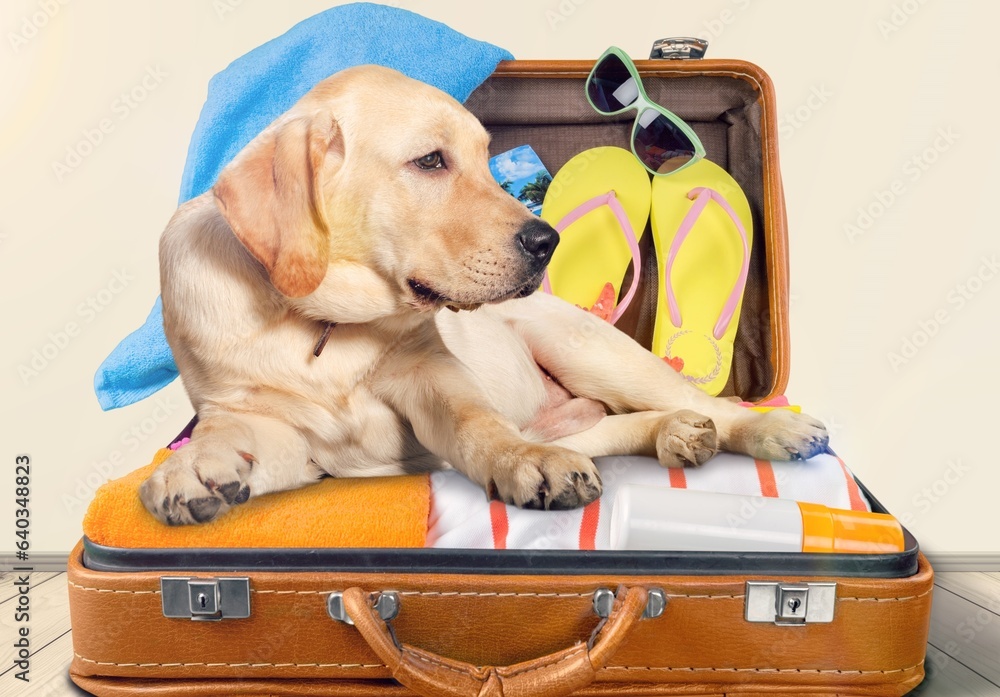 Canvas Prints Adorable cute dog standing on suitcase. Funny Vacation