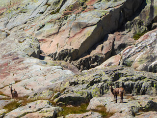 Wild mountain goat (alpine chamois) in Valley of Marble (Vallée des merveilles) in the Mercantour...