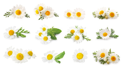 Collection of fresh chamomile flowers on white background