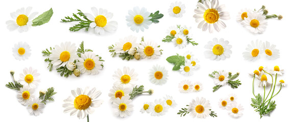 Obraz premium Collage of fresh chamomile flowers on white background
