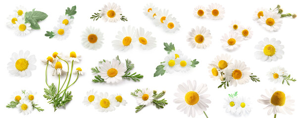 Obraz premium Collage of fresh chamomile flowers on white background