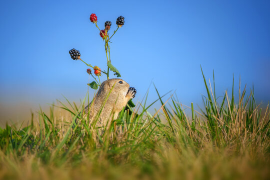 The European ground squirrel - Spermophilus citellus - also known as the European souslik