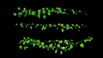 Ivy / vine houseplant growing animation. Collection. Including alpha channel for transparency	